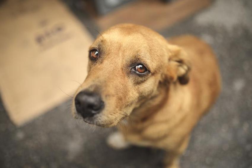 Falda Köpek Görmek Ne Demek? Kahve Falında Köpek Nasıl Yorumlanır?