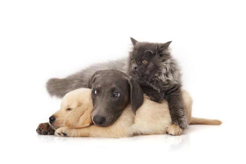 Falda Köpek Görmek Ne Demek? Kahve Falında Köpek Nasıl Yorumlanır?