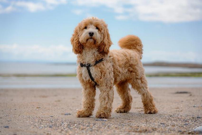 Falda Köpek Görmek Ne Demek? Kahve Falında Köpek Nasıl Yorumlanır?