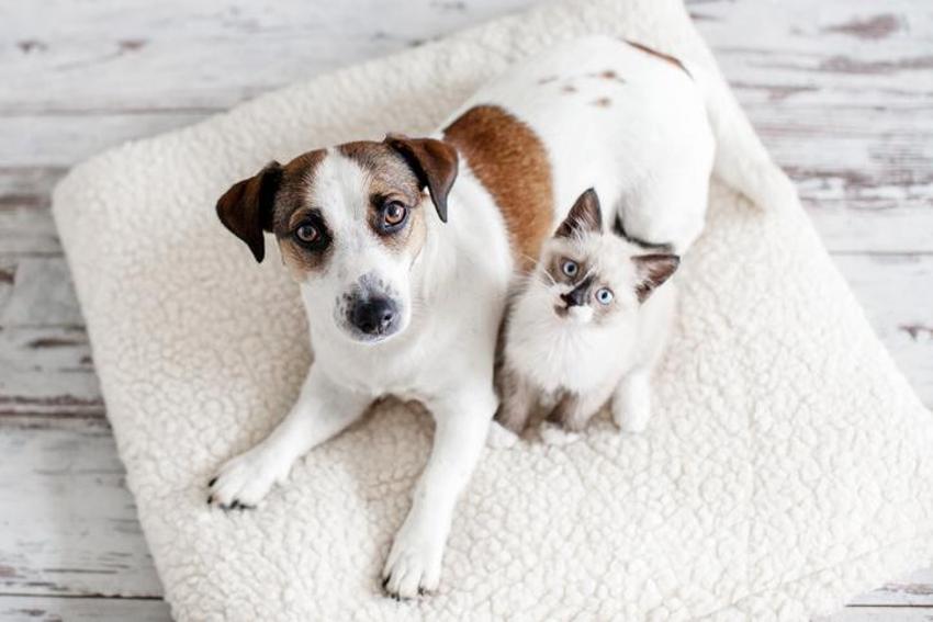 Falda Köpek Görmek Ne Demek? Kahve Falında Köpek Nasıl Yorumlanır?