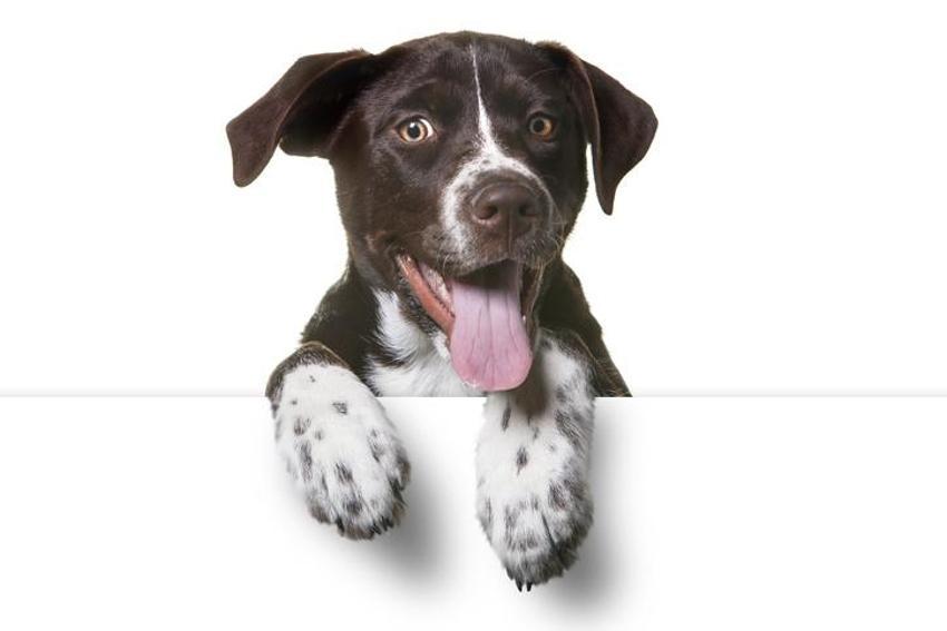Falda Köpek Görmek Ne Demek? Kahve Falında Köpek Nasıl Yorumlanır?
