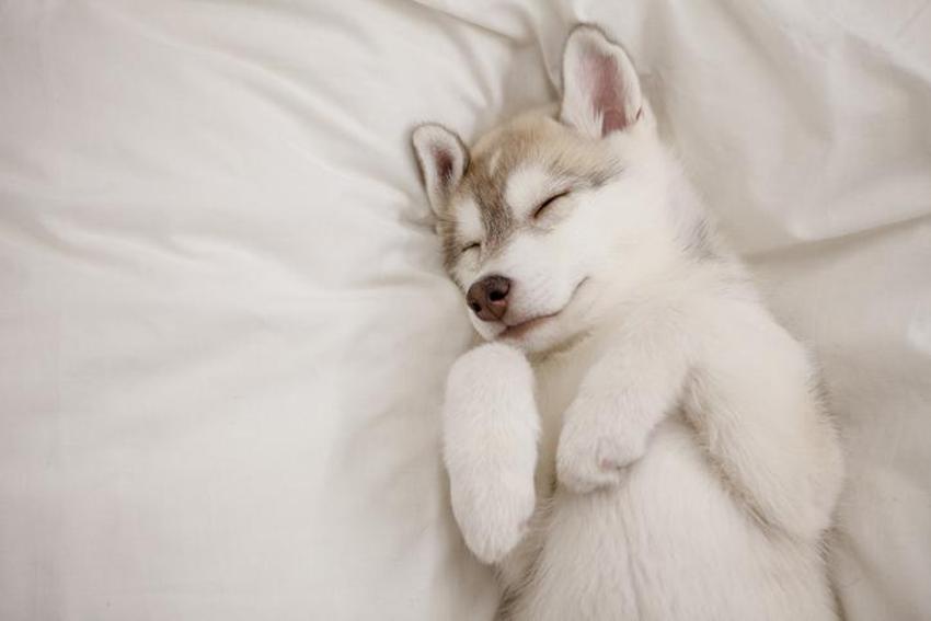 Falda Köpek Görmek Ne Demek? Kahve Falında Köpek Nasıl Yorumlanır?