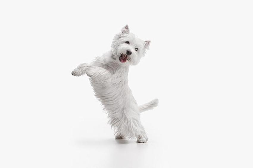 Falda Köpek Görmek Ne Demek? Kahve Falında Köpek Nasıl Yorumlanır?