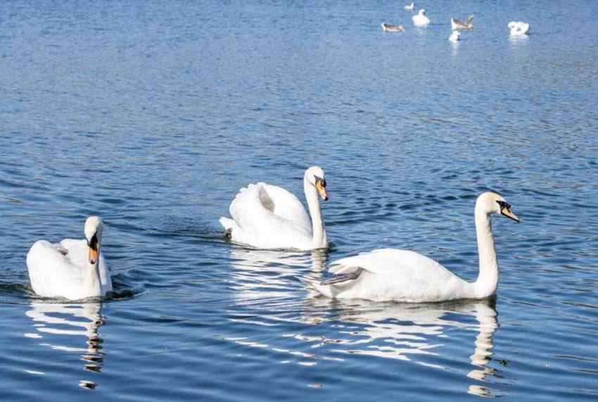 Falda Kuğu Görmek Ne Demek? Kahve Falında Kuğu Nasıl Yorumlanır?