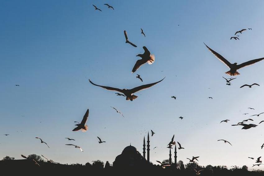 Falda Martı Görmek Ne Demek? Kahve Falında Martı Nasıl Yorumlanır?