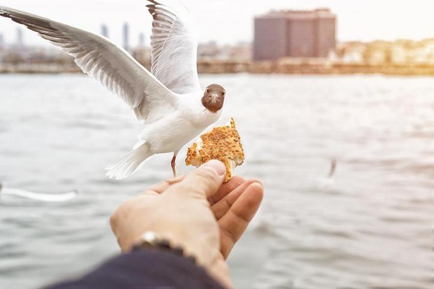 Falda Martı Görmek Ne Demek? Kahve Falında Martı Nasıl Yorumlanır?