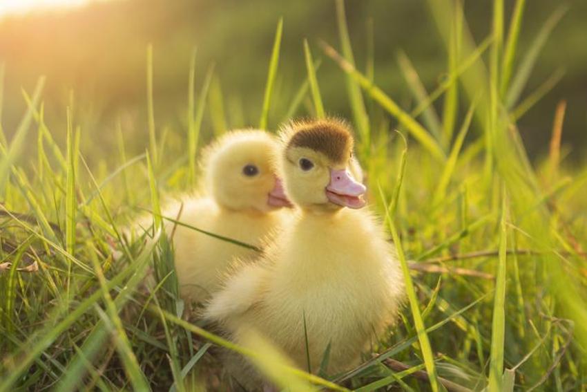 Falda Ördek Görmek Ne Demek? Kahve Falında Ördek Nasıl Yorumlanır?
