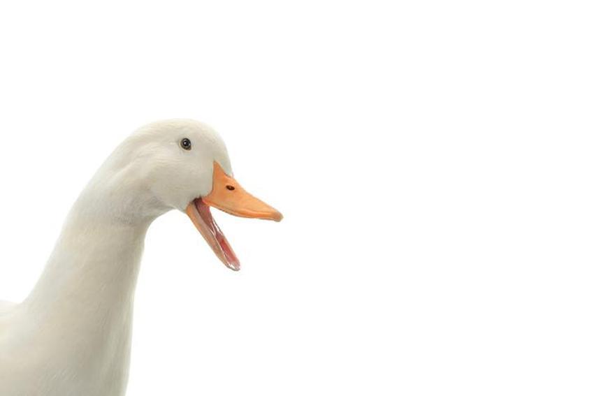 Falda Ördek Görmek Ne Demek? Kahve Falında Ördek Nasıl Yorumlanır?