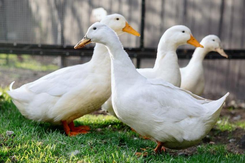 Falda Ördek Görmek Ne Demek? Kahve Falında Ördek Nasıl Yorumlanır?
