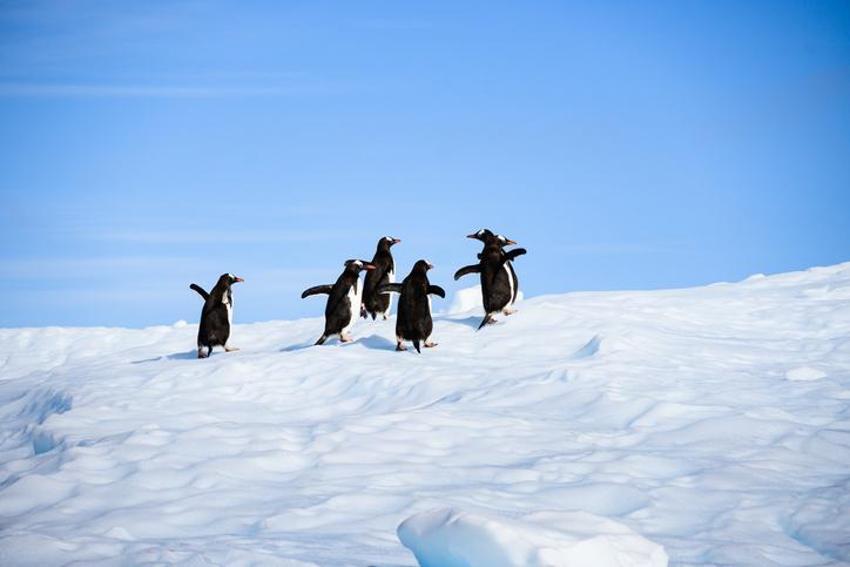 Falda Penguen Görmek Ne Demek? Kahve Falında Penguen Nasıl Yorumlanır?