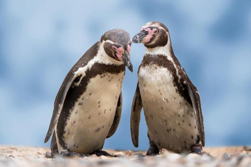 Falda Penguen Görmek Ne Demek? Kahve Falında Penguen Nasıl Yorumlanır?