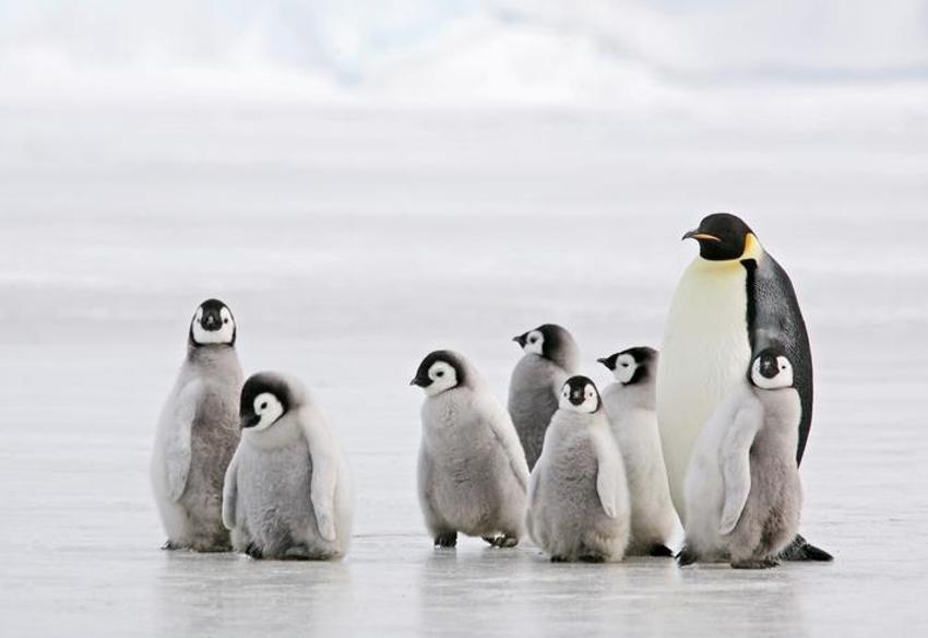 Falda Penguen Görmek Ne Demek? Kahve Falında Penguen Nasıl Yorumlanır?