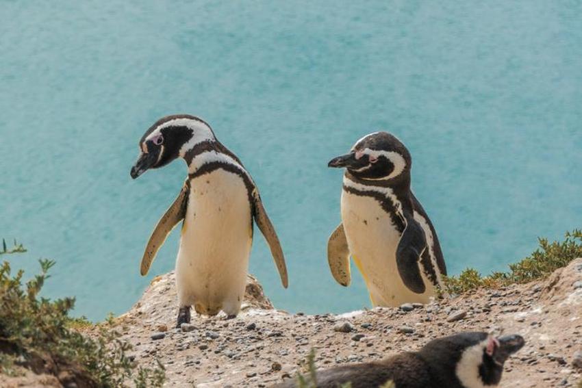 Falda Penguen Görmek Ne Demek? Kahve Falında Penguen Nasıl Yorumlanır?