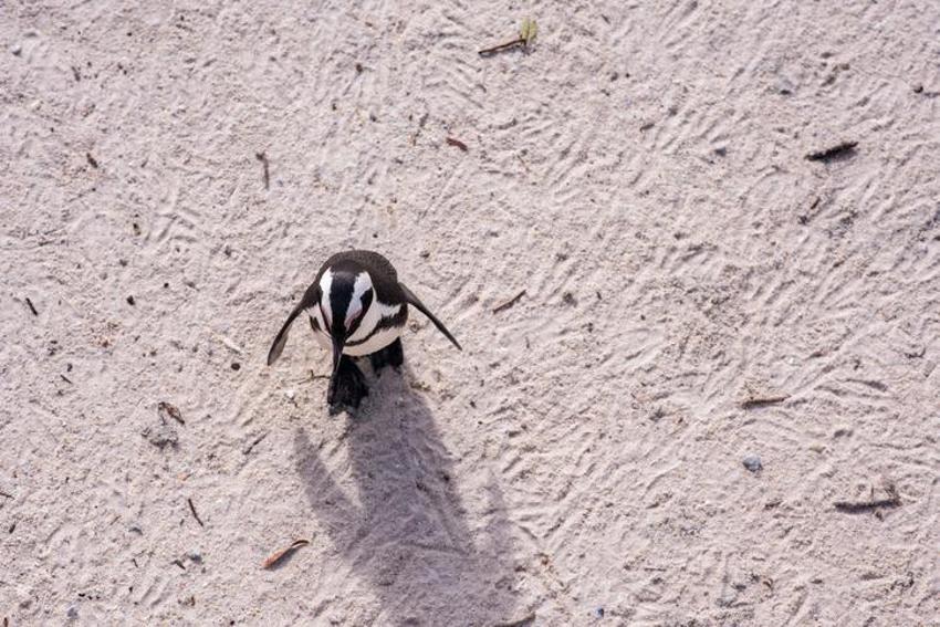 Falda Penguen Görmek Ne Demek? Kahve Falında Penguen Nasıl Yorumlanır?