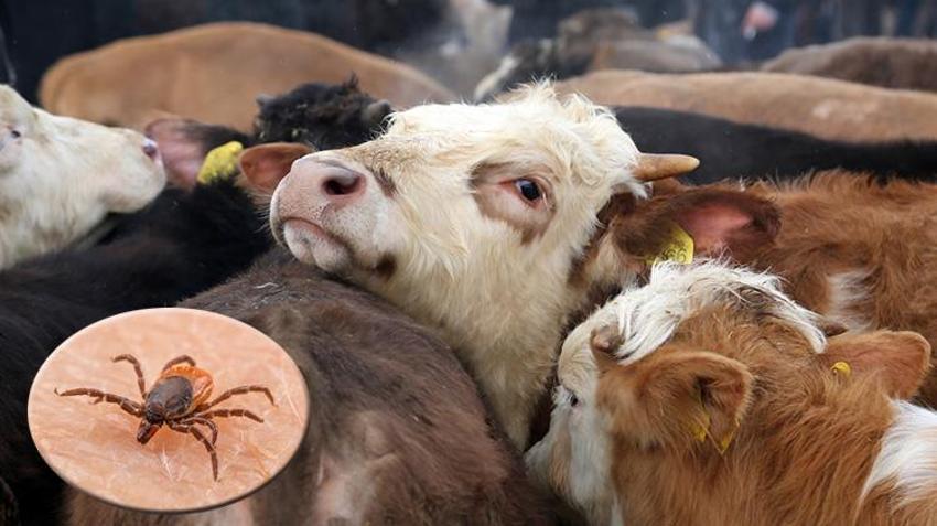 Kurban öncesi kene uyarısı! Hayvanlarla temasa dikkat, 8 saat çok önemli