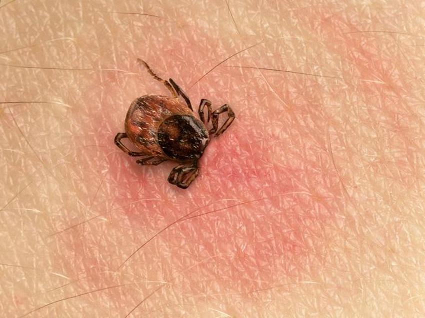 Kurban öncesi kene uyarısı! Hayvanlarla temasa dikkat, 8 saat çok önemli