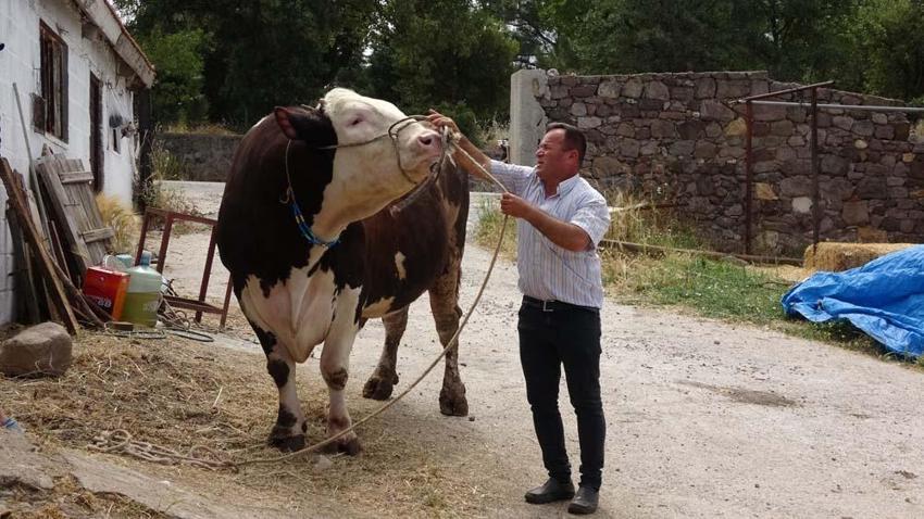 Arefe günü kurban kesilir mi? Arefe günü horoz kesilir mi, ölen kişinin kurbanı arefe günü mü kesilir?