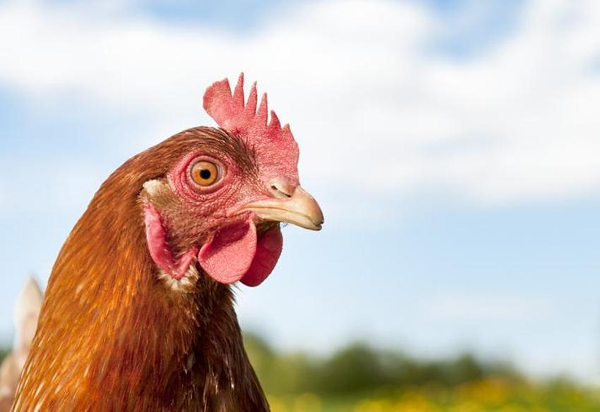 Falda Tavuk Görmek Ne Demek? Kahve Falında Tavuk Nasıl Yorumlanır?