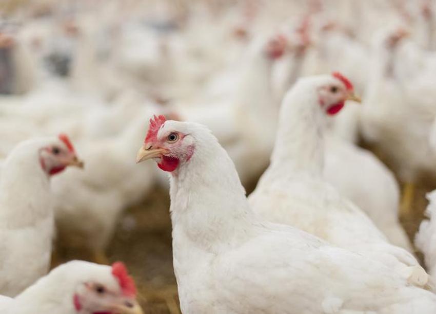 Falda Tavuk Görmek Ne Demek? Kahve Falında Tavuk Nasıl Yorumlanır?