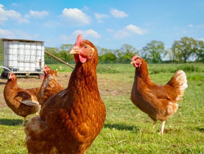 Falda Tavuk Görmek Ne Demek? Kahve Falında Tavuk Nasıl Yorumlanır?