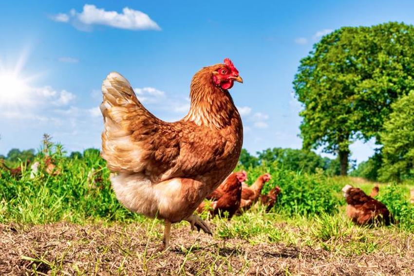 Falda Tavuk Görmek Ne Demek? Kahve Falında Tavuk Nasıl Yorumlanır?