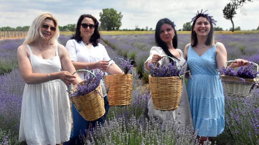 Trakya'da tarlalar mor renge büründü! Turizme büyük katkısı olacak