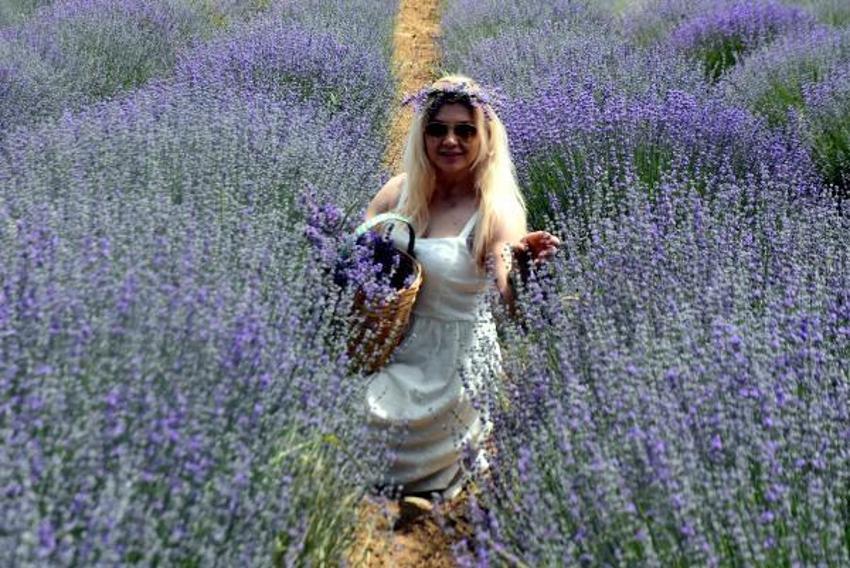 Trakya'da tarlalar mor renge büründü! Turizme büyük katkısı olacak