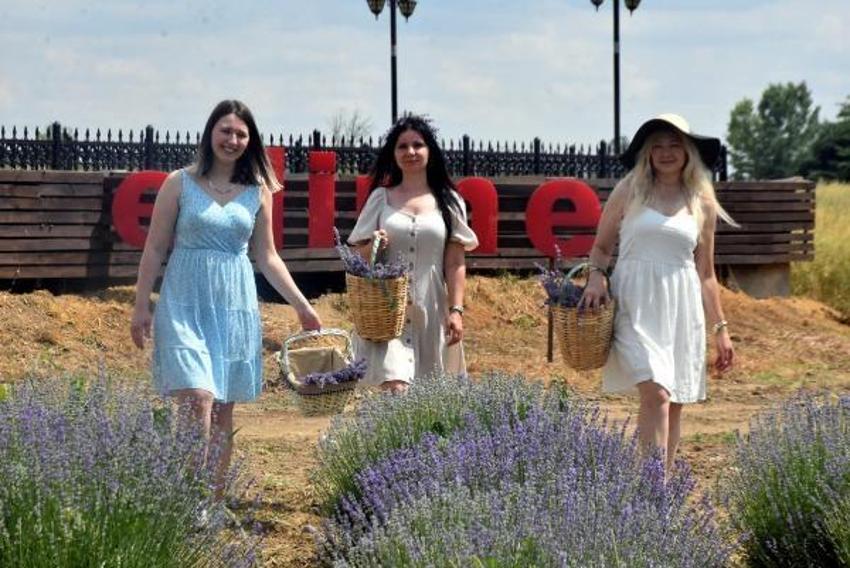 Trakya'da tarlalar mor renge büründü! Turizme büyük katkısı olacak