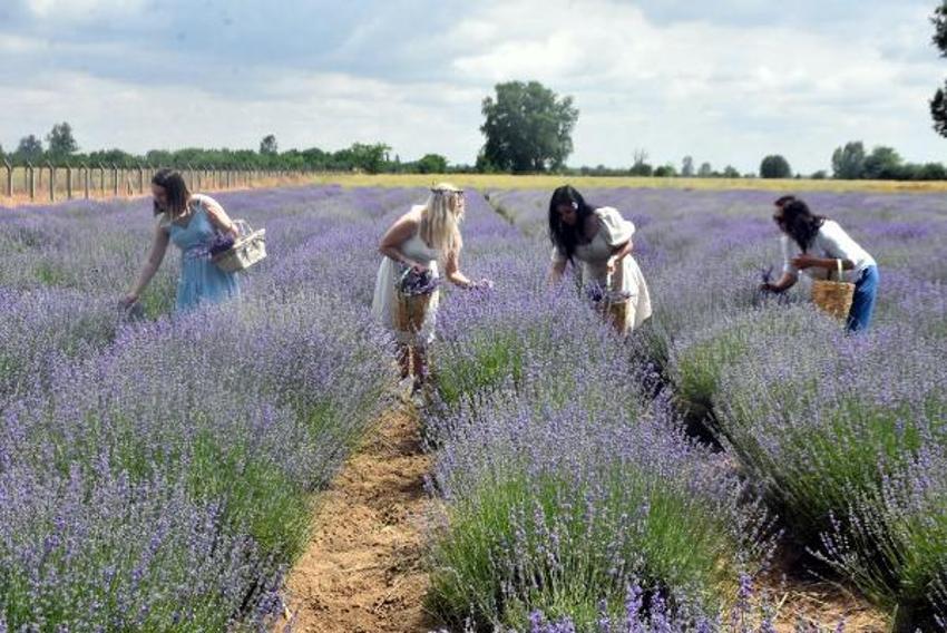Trakya'da tarlalar mor renge büründü! Turizme büyük katkısı olacak