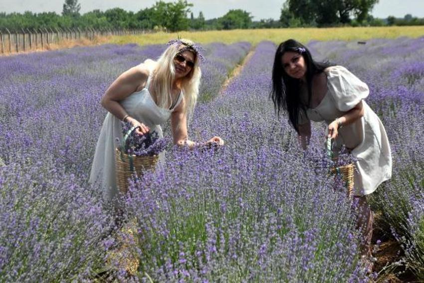 Trakya'da tarlalar mor renge büründü! Turizme büyük katkısı olacak