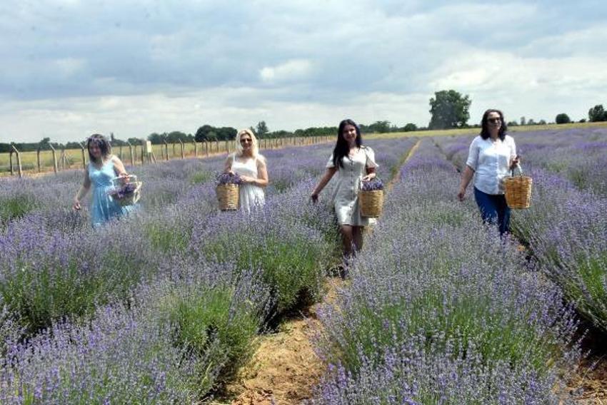 Trakya'da tarlalar mor renge büründü! Turizme büyük katkısı olacak