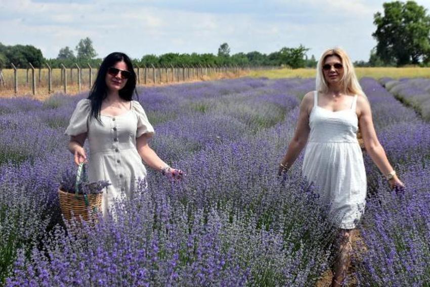 Trakya'da tarlalar mor renge büründü! Turizme büyük katkısı olacak