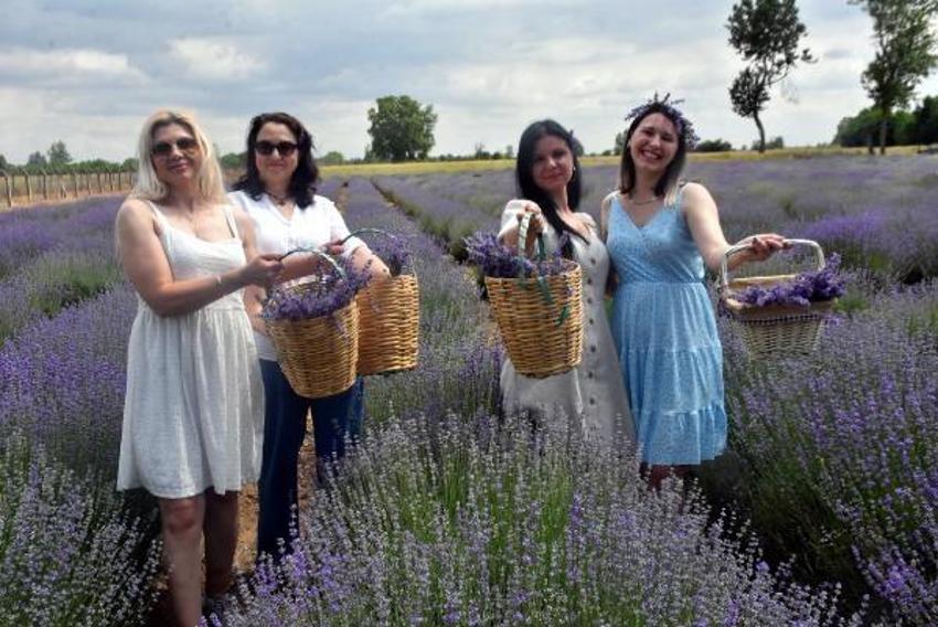 Trakya'da tarlalar mor renge büründü! Turizme büyük katkısı olacak