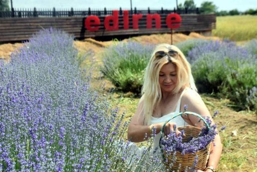 Trakya'da tarlalar mor renge büründü! Turizme büyük katkısı olacak