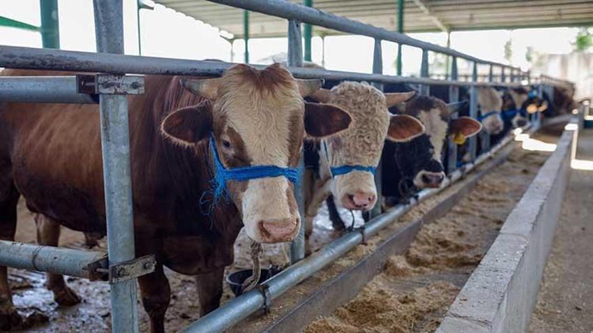 Kurbanlık alacaklar dikkat! Bakanlık tek tek açıkladı, işte yapılması gerekenler