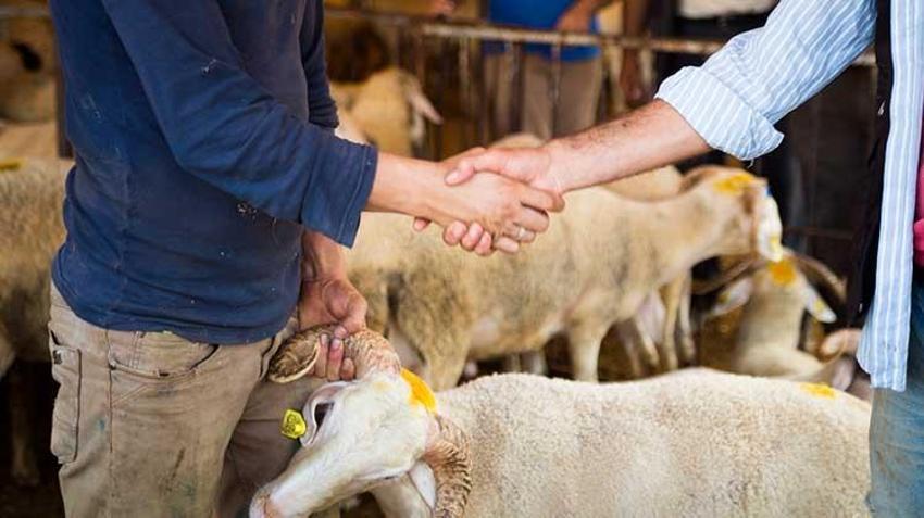 Kurbanlık alacaklar dikkat! Bakanlık tek tek açıkladı, işte yapılması gerekenler