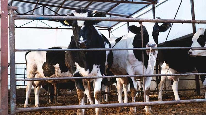 Kurbanlık alacaklar dikkat! Bakanlık tek tek açıkladı, işte yapılması gerekenler