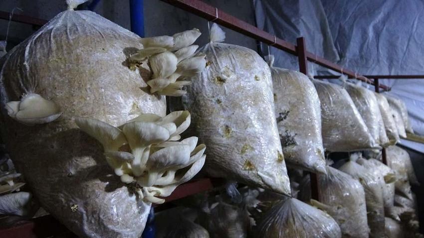 Demirci ustasının hobisi: İstiridye mantarı yetiştiriciliği