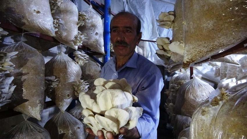 Demirci ustasının hobisi: İstiridye mantarı yetiştiriciliği