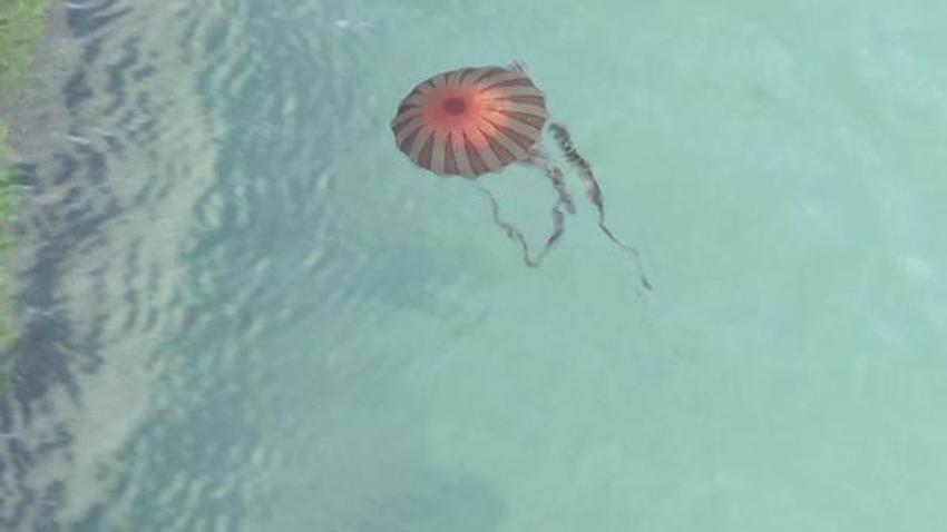 Marmara Denizi'nde 'Pusula Denizanası' tehdidi