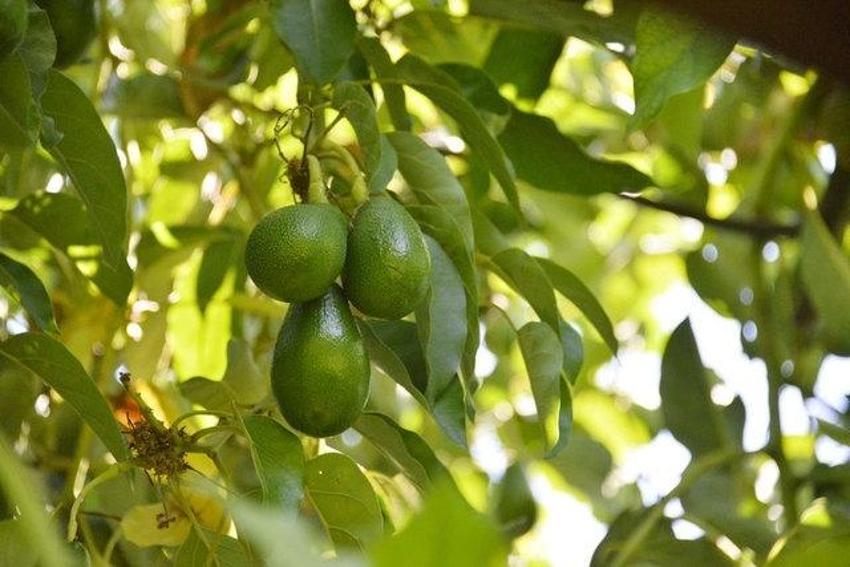 Son araştırma noktayı koydu: Bu yiyecekler sperm miktarını ve kalitesini artırıyor!
