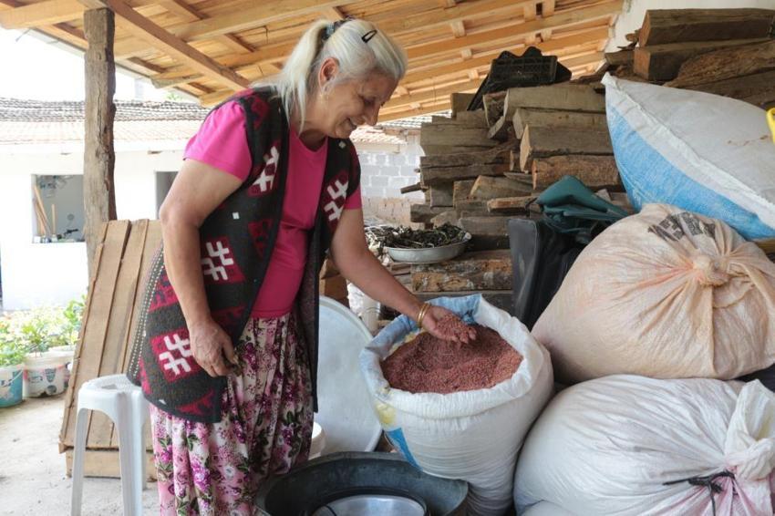 Ölümsüzlük bitkisi olarak biliniyor, şeker ve çölyak hastalığına şifa!  'Alternatif yem bitkisi'