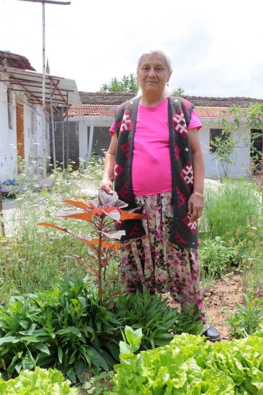 Ölümsüzlük bitkisi olarak biliniyor, şeker ve çölyak hastalığına şifa!  'Alternatif yem bitkisi'