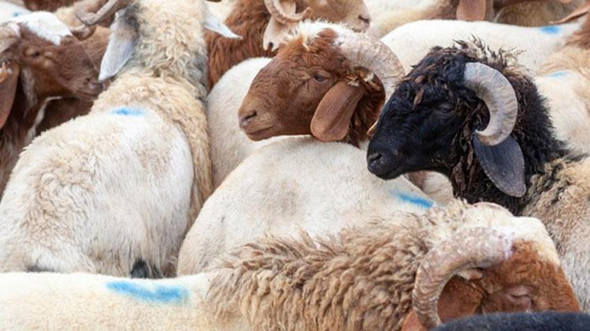 İnternetten kurbanlık alanlara dolandırıcı uyarısı! Sahte ilanlara aldanmayın