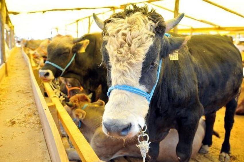 Bayramın 4. Günü kurban kesilir mi? Kurban Bayramı’nda en son kurban ne zaman kesilir? Bayramın 3. veya 4. günü kurban kesilir mi? 