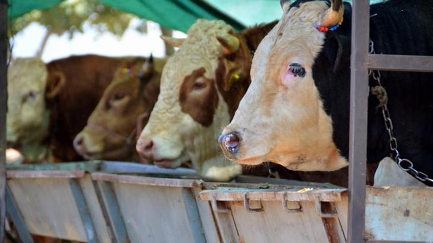 Kurban Bayramı öncesi uzman isimden çok önemli uyarılar: Oldukça tehlikeli