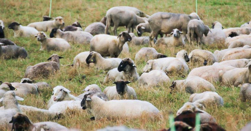 Kurban Bayramı öncesi uzman isimden çok önemli uyarılar: Oldukça tehlikeli