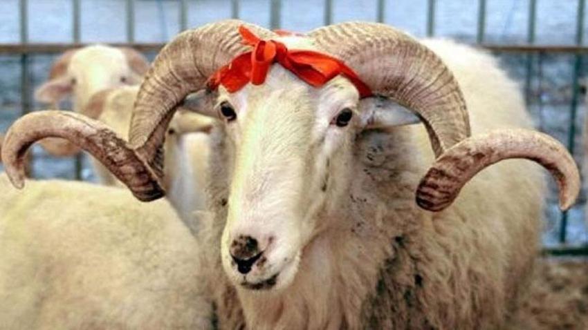 Kurban kesecekler traş olabilir mi? Kurban Bayramı'ndan önce traş olmak caiz mi?