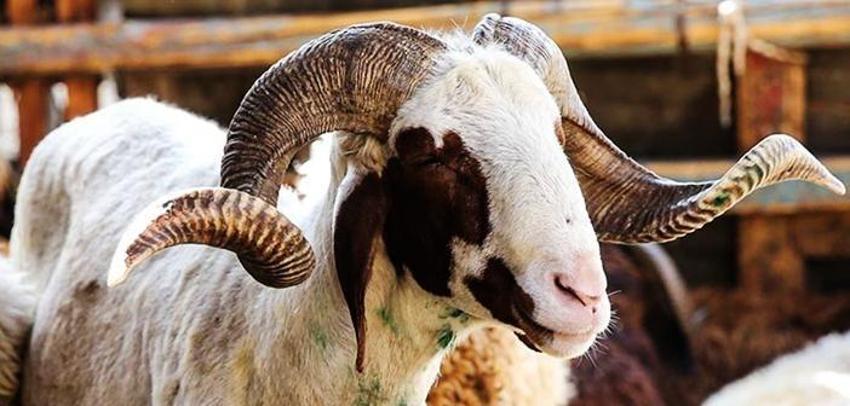 Kurban kesecekler traş olabilir mi? Kurban Bayramı'ndan önce traş olmak caiz mi?