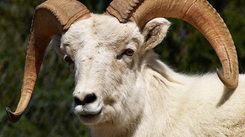 Kurban kesecekler traş olabilir mi? Kurban Bayramı'ndan önce traş olmak caiz mi?